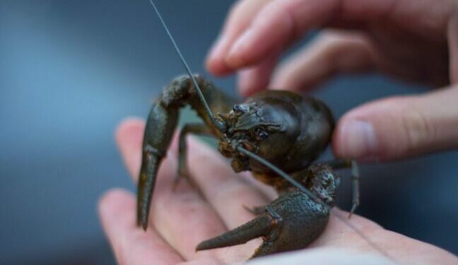 В Одеській області дозволено вилов раків — Новини Одеської області