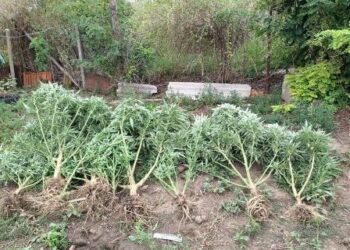 В Одеській області викрили наркоаграрія | Надзвичайні події Одесса та область