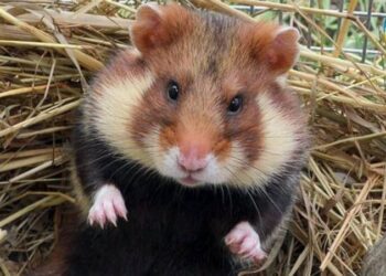 В степи на юге Одесской области появились новые обитатели