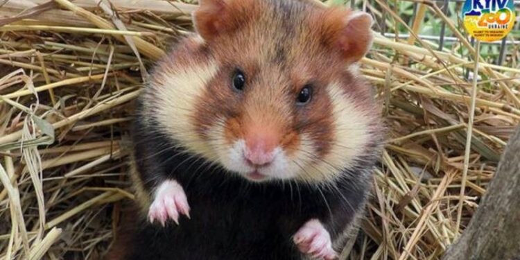 В степи на юге Одесской области появились новые обитатели