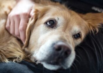 ВОЗ призвала к осторожности после того, как собака заразилась обезьяньей оспой