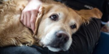 ВОЗ призвала к осторожности после того, как собака заразилась обезьяньей оспой