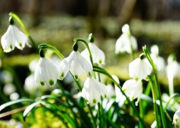 Госэкоинспекция усиливает меры: какие штрафы за приобретение и продажу первоцветов — Суспільство Одеси