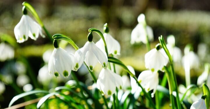 Госэкоинспекция усиливает меры: какие штрафы за приобретение и продажу первоцветов — Суспільство Одеси