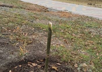 У Арцизі невідомі знищили молоді дерева: за затримання вандалів оголошено винагороду