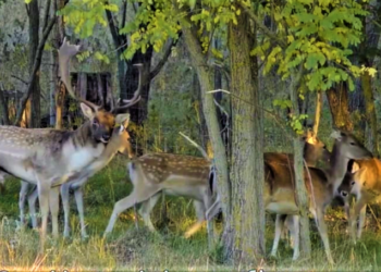 У Тарутинський степ поселили самиць лані