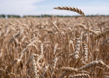 В ЕС призвали Россию отменить решение о приостановке участия в «зерновой инициативе»