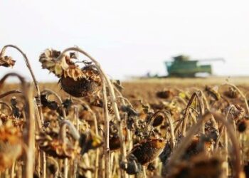 В Одеській області збирають урожай пізніх культур | Надзвичайні події Одесса та область