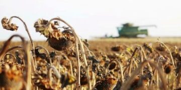 В Одеській області збирають урожай пізніх культур | Надзвичайні події Одесса та область