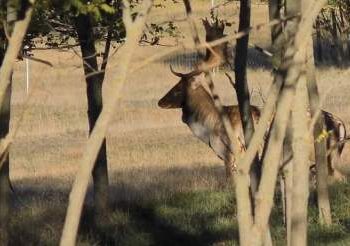 В Одеську область завезли самиць лані | Надзвичайні події Одесса та область
