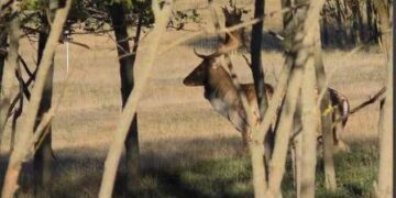 В Одеську область завезли самиць лані | Надзвичайні події Одесса та область