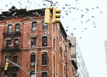 Нью-Йорк змінює будівельні норми через масову загибель птахів