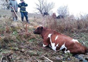 На Одещині рятувальники витягли з болота корову | Надзвичайні події Одесса та область