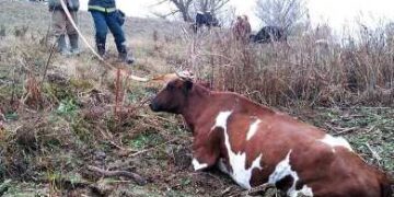 На Одещині рятувальники витягли з болота корову | Надзвичайні події Одесса та область