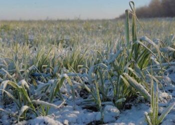 На Одещині загинуло 6 тис. га сходів озимого ріпаку та 3 тис. га озимої пшениці