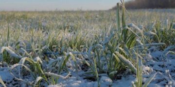 На Одещині загинуло 6 тис. га сходів озимого ріпаку та 3 тис. га озимої пшениці