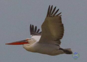 На південь Одещини завітали кучеряві пелікани