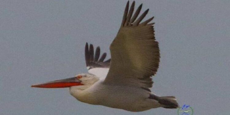 На південь Одещини завітали кучеряві пелікани