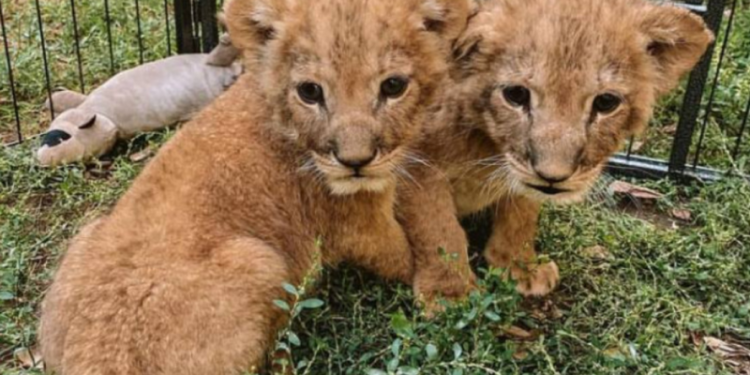 Одеські ветеринари врятували з окупованого Херсона трьох левенят: Леся, Стефанія і Тарас знайшли притулок у США