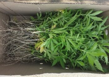 В Одеській області затримали наркоаграрія | Надзвичайні події Одесса та область