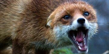 Укусила собака или хищное животное? В Минздраве рассказали о первоочередных шагах