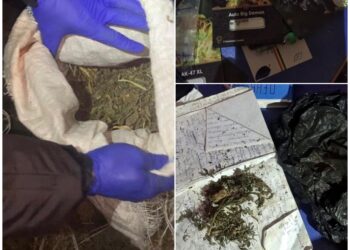 На Волині суд обрав запобіжний захід 19-річному збувачу наркотиків, — прокуратура  | Кримінальні новини