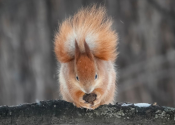 Кінець потеплінню: на вихідних в Україну повернуться морози