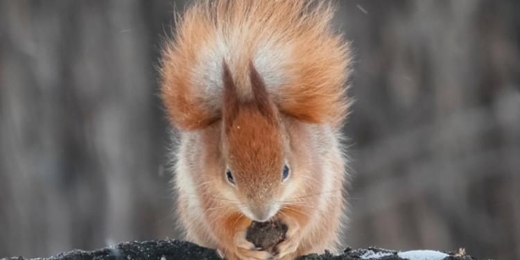 Кінець потеплінню: на вихідних в Україну повернуться морози
