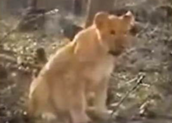 Левеня, якого бачили в лісосмузі в районі пункту пропуску Паланка на кордоні Одеської області з Молдовою, ніколи не було в Одеському зоопарку