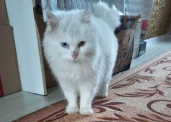 На Одещині стерилізуватимуть домашніх тварин за символічну плату | Надзвичайні події Одесса та область