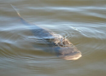 На Одещині за незаконний вилов риби чоловікові загрожує штраф до 51 тисячі гривень — Новини Одеської області