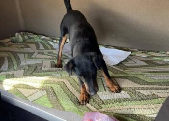 Рембо протягом доби двічі допоміг ізмаїльським прикордонникам виявити наркотики