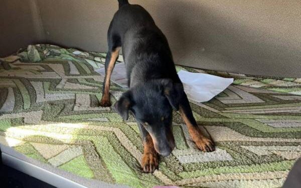 Рембо протягом доби двічі допоміг ізмаїльським прикордонникам виявити наркотики