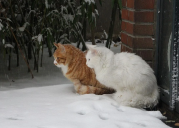 Синоптик назвав дату, коли в Україні похолодає до -12°