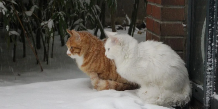 Синоптик назвав дату, коли в Україні похолодає до -12°