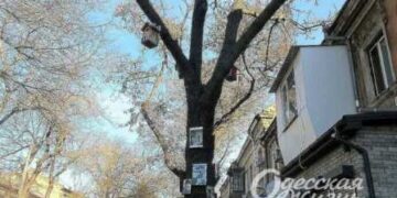 В центрі Одеси з’явилося незвичайне дерево | Надзвичайні події Одесса та область