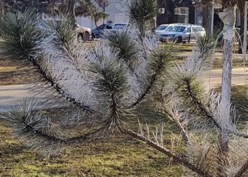 В Ізмаїлі ялинки обробили спеціальним розчином