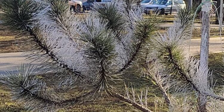 В Ізмаїлі ялинки обробили спеціальним розчином