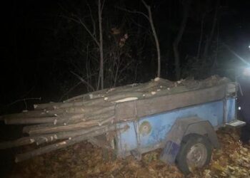 На Одещині чоловіки вирубали лісові насадження | Надзвичайні події Одесса та область