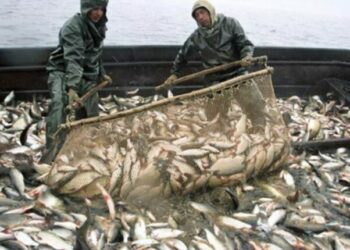 На Одещині стартує промисловий вилов риби: відбулися перші аукціони — Новини Одеської області