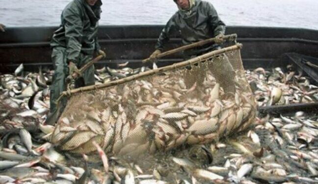 На Одещині стартує промисловий вилов риби: відбулися перші аукціони — Новини Одеської області