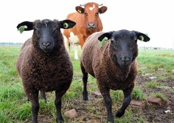 Одещина лідирує за кількістю кіз та овець | Надзвичайні події Одесса та область