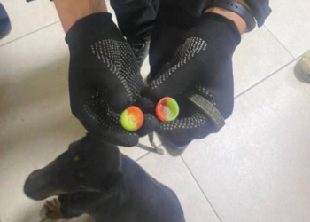 Пес Рембо допоміг прикордонникам виявити наркотики в поромному пункті пропуску «Орлівка»