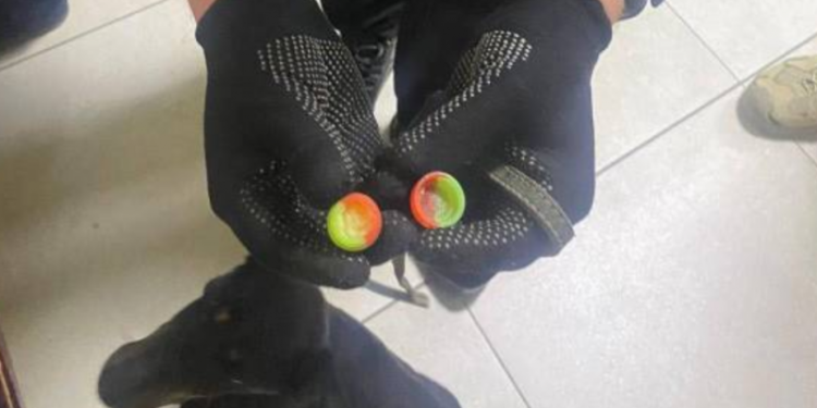 Пес Рембо допоміг прикордонникам виявити наркотики в поромному пункті пропуску «Орлівка»