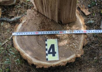 В Одеській області судитимуть ізмаїльських «чорних лісорубів»