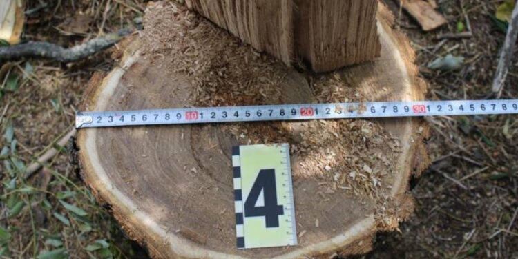 В Одеській області судитимуть ізмаїльських «чорних лісорубів»