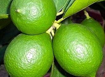 Завезені до торгових мереж Одесчини бразильські лайми можуть бути небезпечними для здоров’я