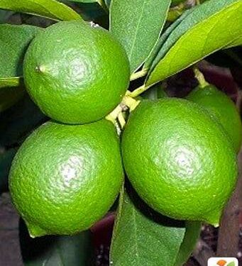 Завезені до торгових мереж Одесчини бразильські лайми можуть бути небезпечними для здоров’я