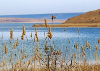 Каїрська затока, пролісок Елвіса і десятки шакалів: у ландшафтний парк на лимані в Одеській області прийшла весна