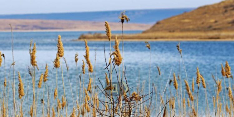 Каїрська затока, пролісок Елвіса і десятки шакалів: у ландшафтний парк на лимані в Одеській області прийшла весна